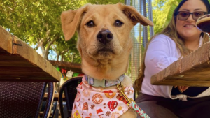 A dog sporting a vibrant bandana sits comfortably on a wooden bench at The Cruisery's outdoor cafe. In the background, a woman with glasses smiles warmly. She is surrounded by lush green trees and an arrangement of chairs, creating a welcoming atmosphere for both people and their pets.